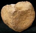 Edmontosaurus (Hadrosaur) Caudal Vertebrae - Montana #12679-1